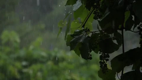 Rainy day Stock Footage 242390408