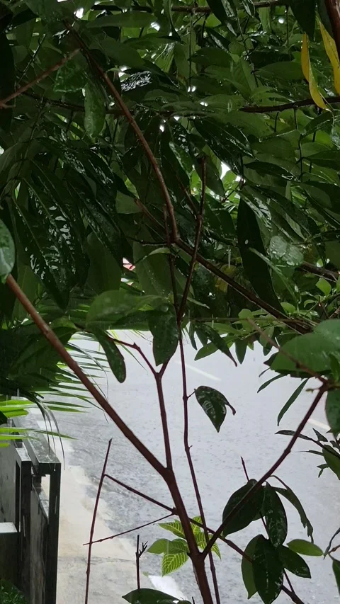 Rainy day Stock Footage 328484804