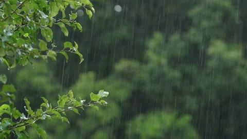 Rainy day in the forest, close-up of water droplets on green leaves Stock Footage 186004073