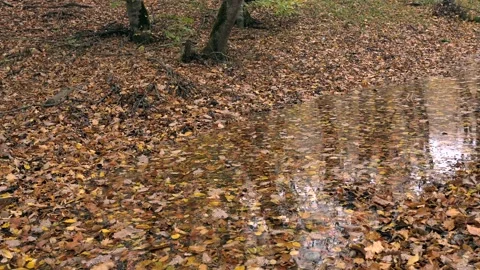 Rainy day in forest Stock Footage 164144027