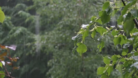Rainy day in the forest. Heavy rain. Stock Footage 243449539