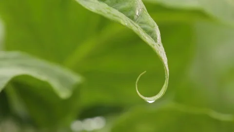 Rainy day in the forest leaf raindrop Stock Footage 151250114