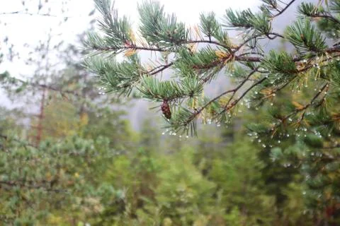A Rainy Day in the Forest Stock Photos