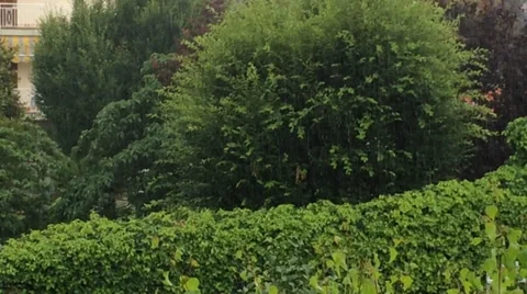 Rainy day in garden Video stock 39744500