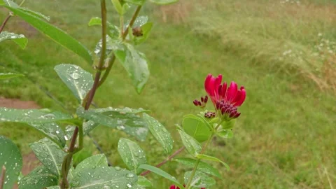 Rainy day in a garden Stock Footage 150589369