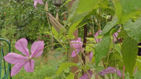 Rainy day in a garden Video stock 150589513