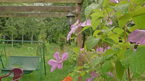 Rainy day in a garden Video stock 150589514
