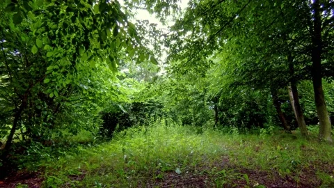 Rainy day in a garden Stock Footage 150590029