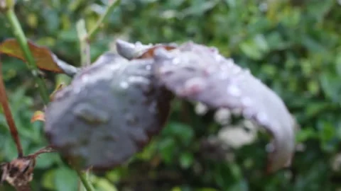Rainy day in the garden Stock Footage 236511205