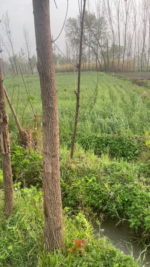 Rainy day in green fields. Stock Footage 305166012