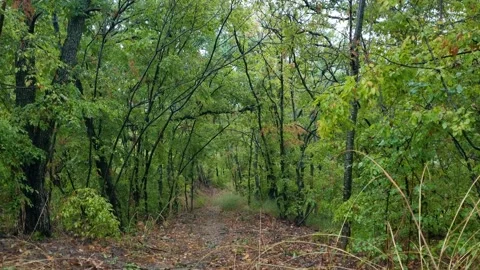 Rainy Day in a Green Forest Stock Footage 318948719