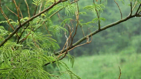 Rainy day. Green tree. Stock Footage 34750555
