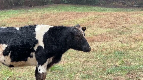 Rainy Day For Holstein Cows Stock Footage 224708185
