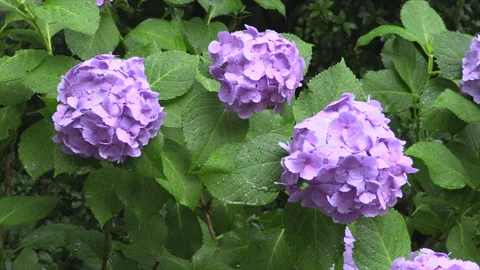 Rainy Day Hydrangeas 스톡 동영상 332398057