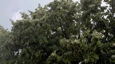 A rainy day. It was raining in the sun. Linden. Stock Footage 134599075