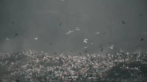 Rainy day at the landfill. Flocks of cold birds looking for food. Stock Footage 125629802