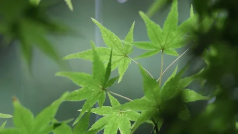Rainy Day Maple Leaf Stock Footage 154883882