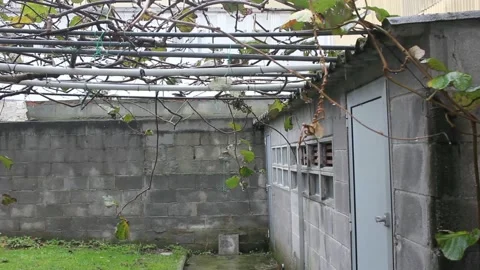 Rainy day in my backyard Stock Footage 236941403