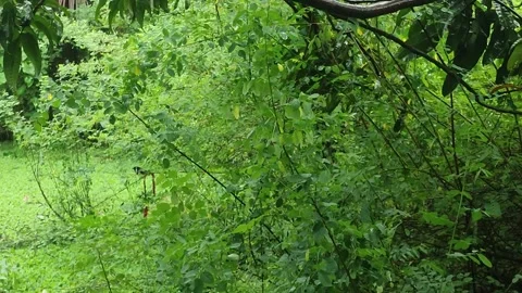 Rainy day with natural view Video stock 284836745