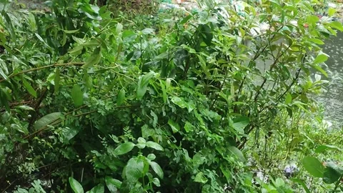 Rainy day with natural view Stock Footage 284836749