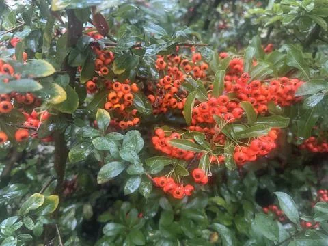 Rainy day nature background with red berries and green leaves. Stock Photos