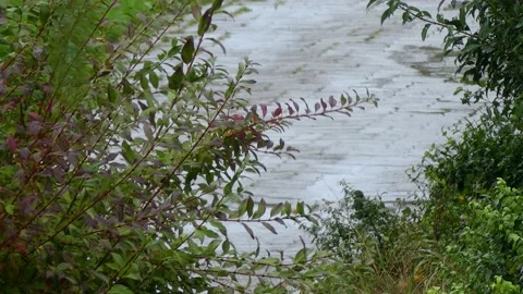 Rainy day in october with bathing blackbird - autumn background - walkway Stock Footage 140864852
