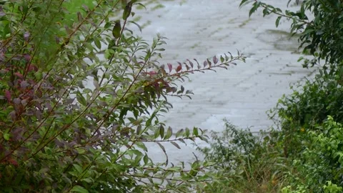 Rainy day in october - bathing blackbird and 2 sparrows - autumn rain background Stock Footage 140865053
