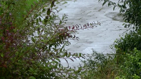 Rainy day in october with walker and dog - autumn rain background Stock Footage 140874561