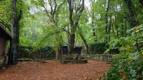 Rainy Day in an Old Forest Yard | Peaceful Nature 4K Footage Stock Footage 318844156