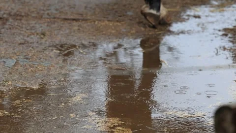 Rainy day in a open stable Stock Footage 270943322