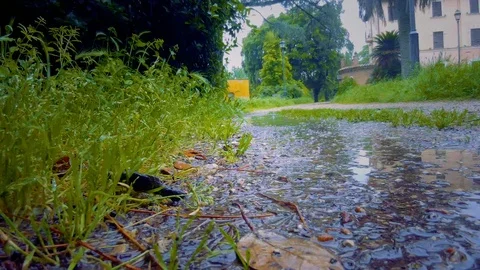 Rainy day at the park. Stock Footage 108943298