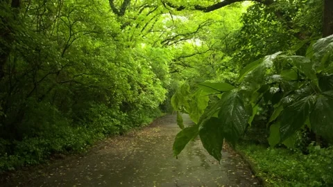 Rainy day in the park Stock Footage 242405626