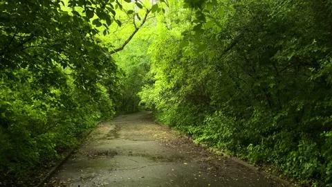 Rainy day in the park Stock Footage 242405755