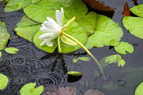 On a Rainy Day Stock Photos