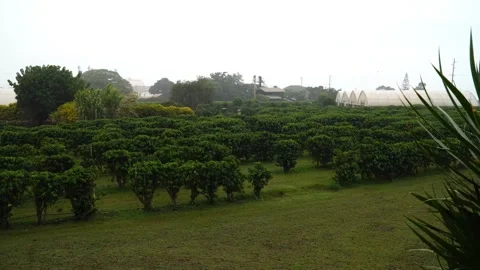 A rainy day on a Plantation.  Vídeos de archivo 162928023
