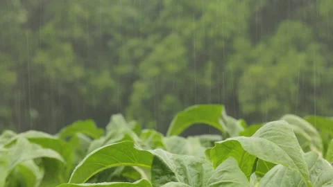 Rainy day on plants field Stock Footage 151250039