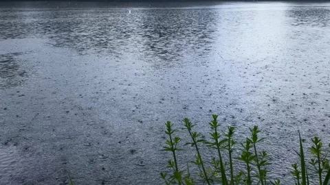 Rainy day in the pond Stock Footage 240337032