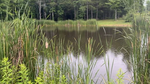 Rainy Day at a Pond Vidéo 336079328