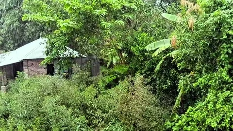Rainy day rain fall in a day humble cabin amidst a gentle rainfall Stock Footage 319329926