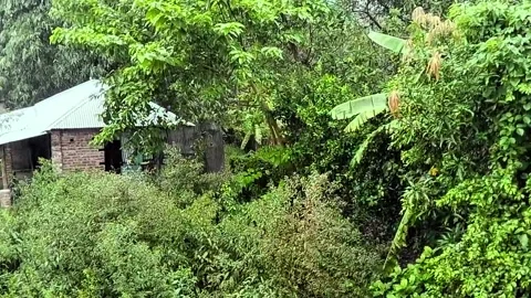 Rainy day rain fall humble cabin amidst a gentle rainfall stock footag 動画素材 319329957