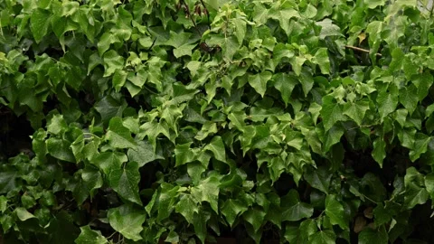 Rainy day, rain falling on vegetation, vine leaves Stock Footage 301220932