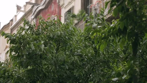 Rainy day, Raindrops fall on green tree leaves in a neighborhood of the city. Stock Footage 133051370