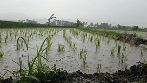 Rainy day in the ricefield Stock Footage 146254390