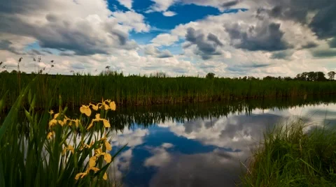 Rainy day on the river with irises Stock Footage 66255414