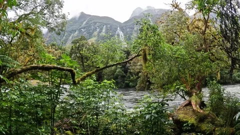 Rainy Day at Sandfly Point: Dramatic Waterfalls Cascading from Lush Cliffs .. Stock Footage 295247716