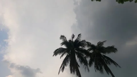 Before rainy day sky clouds  coconut tree up timelaps Stock Footage 241893051