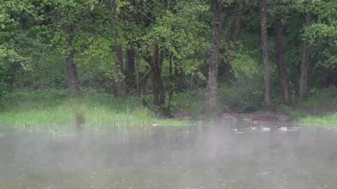 Rainy day on a small lake Stock Footage 132297681