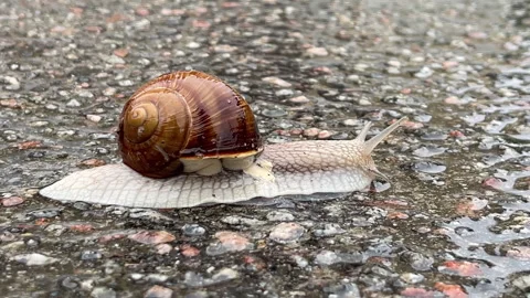 Rainy Day Snail: Close-up macro shot of a snail moving slowly on the wet Stock Footage 319361332
