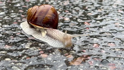 Rainy Day Snail: Close-up macro shot of a snail moving slowly on the wet Stock Footage 319361384