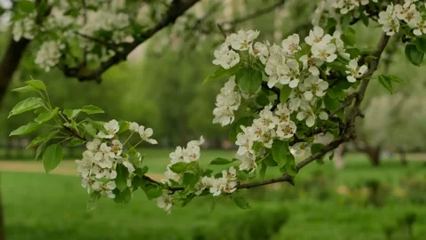 Rainy day in spring park. Stock Footage 169180296